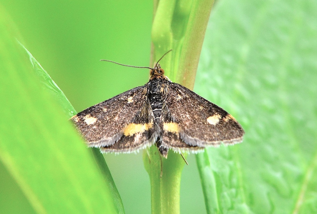 Colorazione Pyrausta purpuralis